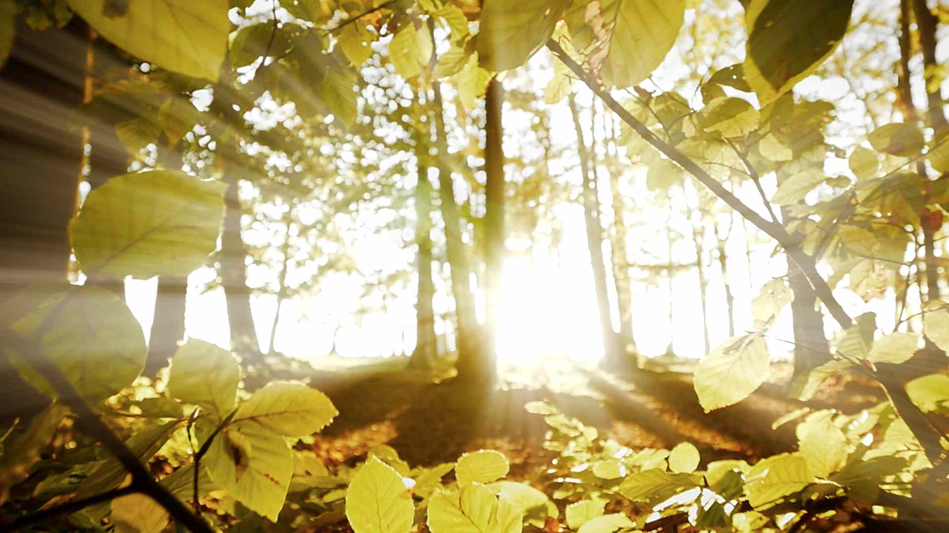 sun-light-shining-through-tree